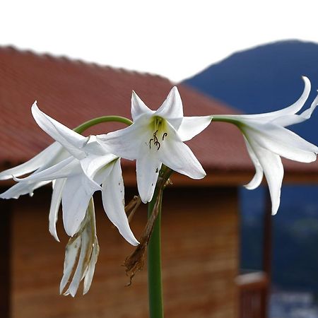 Pousada Bela Vista ウルビシ エクステリア 写真
